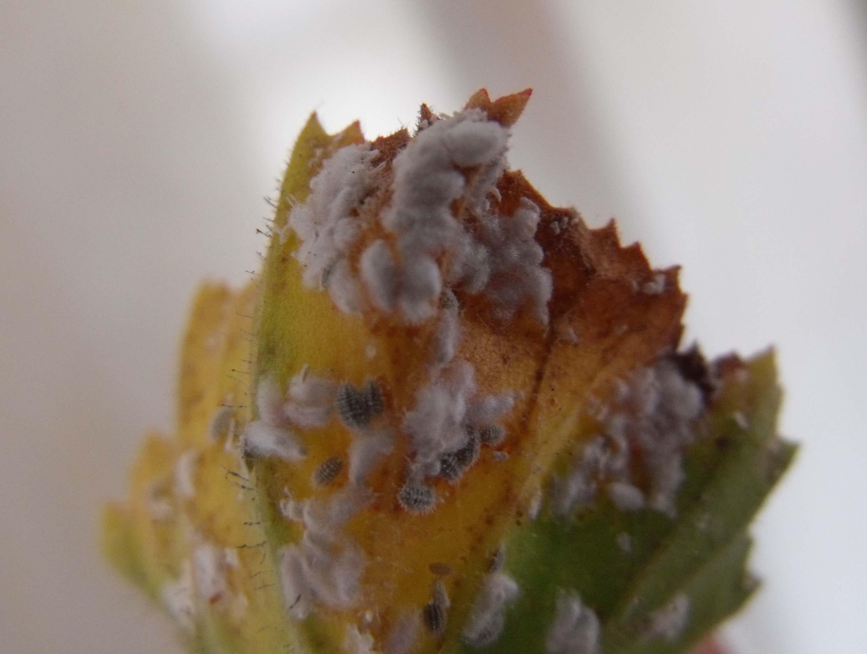 Cocciniglia (?) albanese